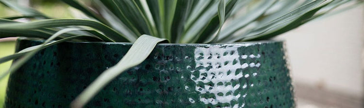 PLANTEN