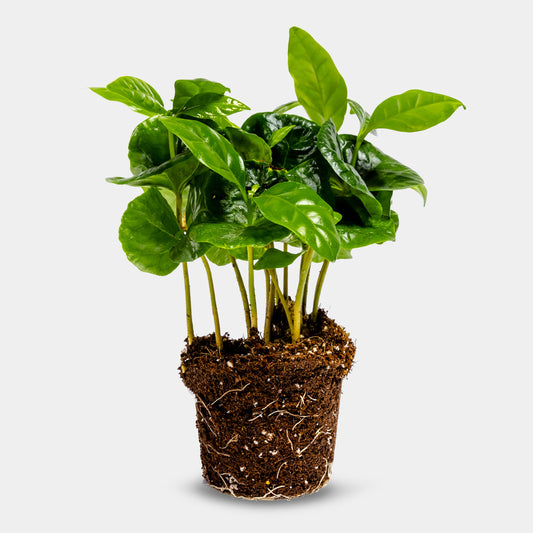 Coffea Arabica - Plant - 15Cm