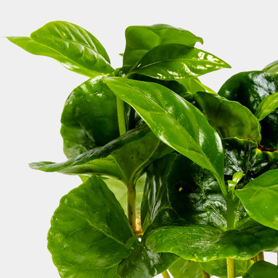 Coffea Arabica - Plant - 15Cm