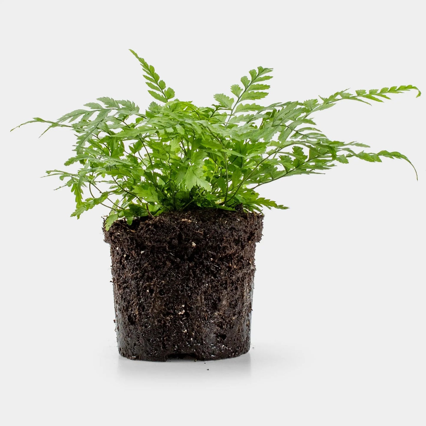 Varen Plant - ↑15Cm