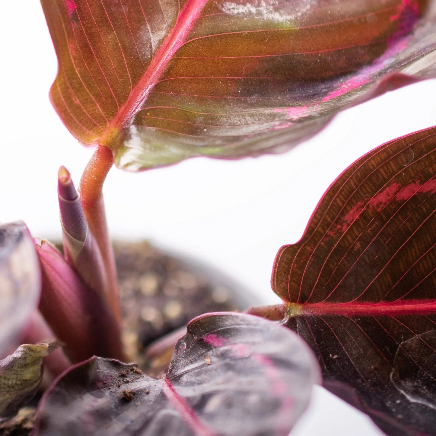 Calathea Makoyana - Plant - 20Cm