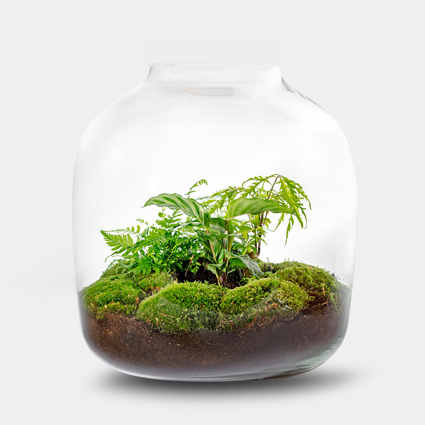 Hebe Botanic- Open Terrarium- 45Cm