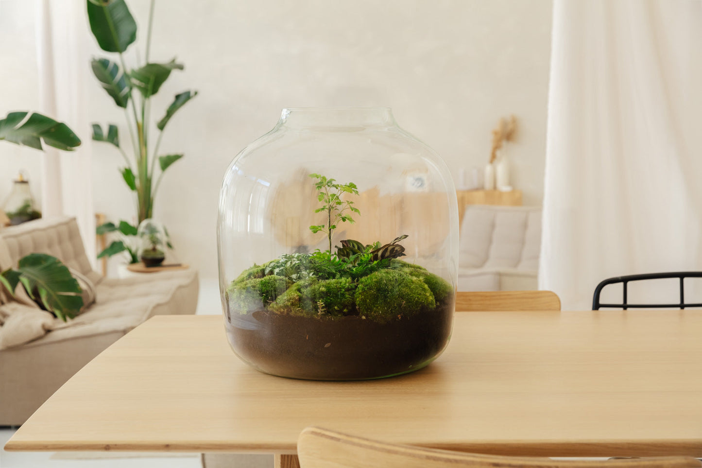 Hebe Botanic- Open Terrarium- 45Cm