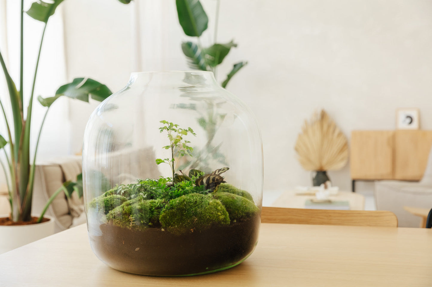 Hebe Botanic- Open Terrarium- 45Cm