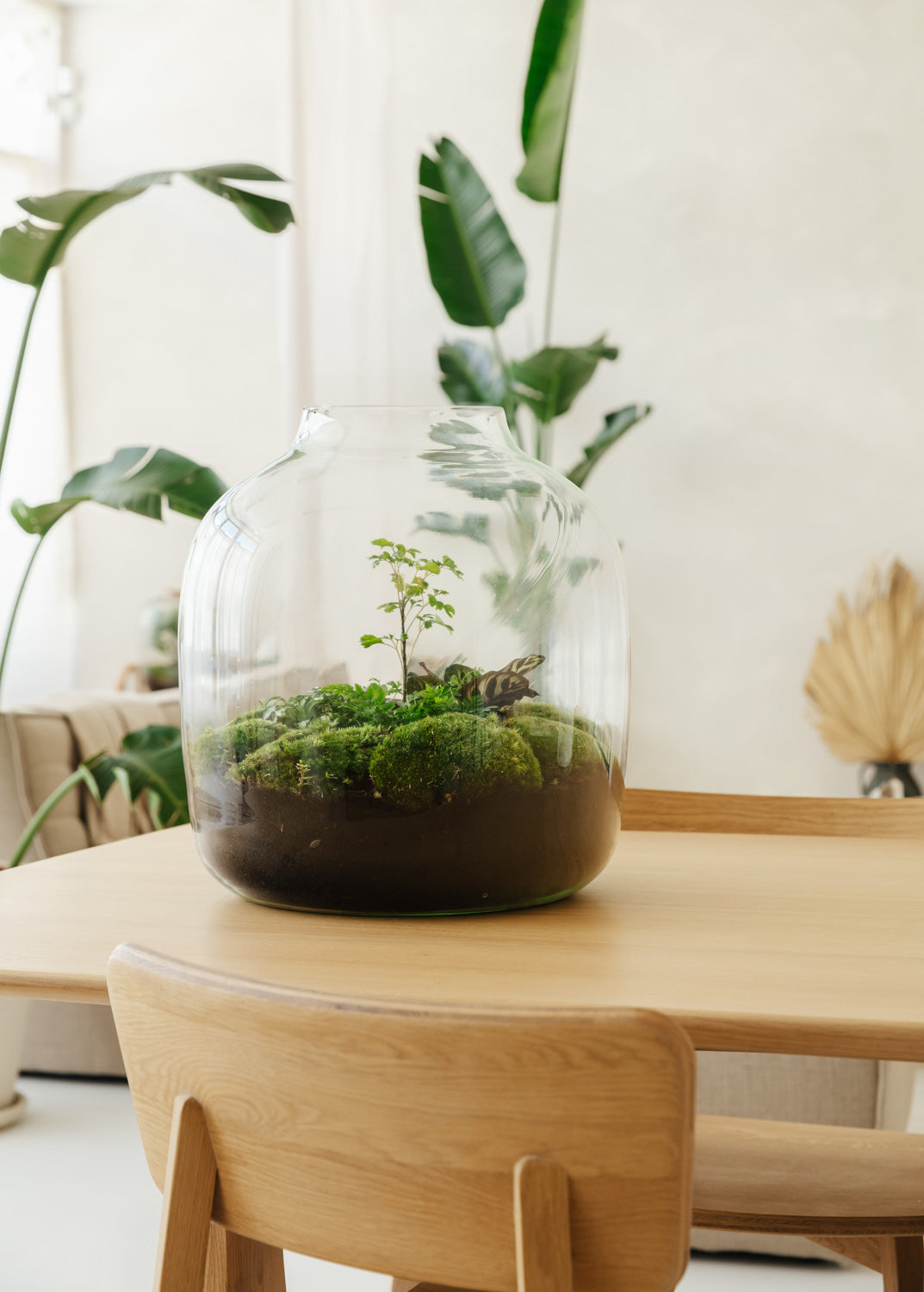 Hebe Botanic- Open Terrarium- 45Cm